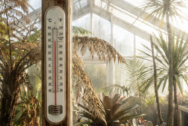 Así se pierden cosechas enteras: control climático basado en un termómetro de pared